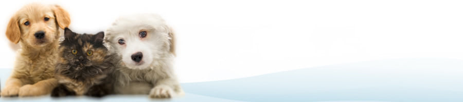 �����ԓo�^�Ƒ����̍s�����m